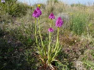 Anacamptis pyramidalis